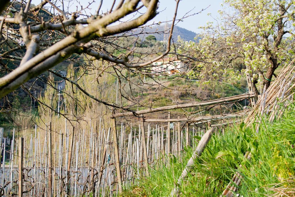 Family House Apartment Levanto Phòng bức ảnh